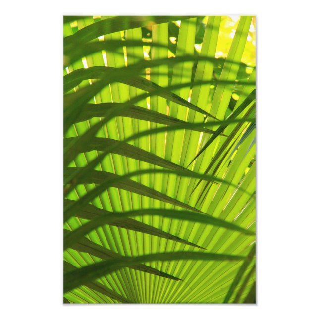 Impression Photo Palm Frond Layers, Motif Paysage Abstrait (Devant)