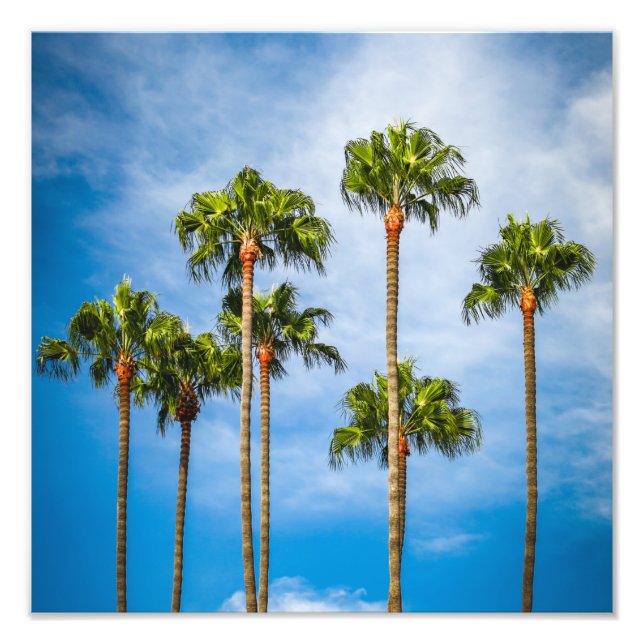 Impression Photo Palm Trees à San Diego, Californie (Devant)