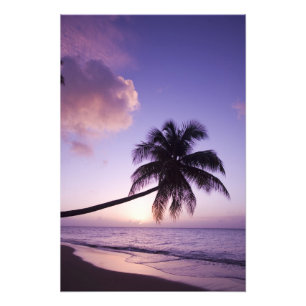 Impression Photo Palmier solitaire au coucher du soleil, plage de C