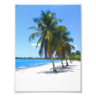 Impression Photo Palmiers cubains