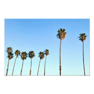 Impression Photo Palmiers de Californie à l'heure d'or