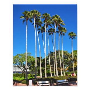 Impression Photo Palmiers de Floride