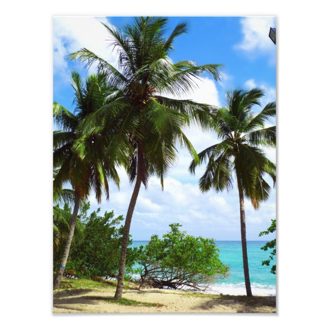 Impression Photo Palmiers sur le paysage marin tropical (Devant)