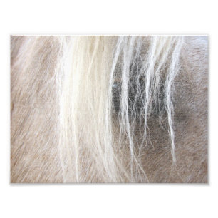 Impression Photo Palomino