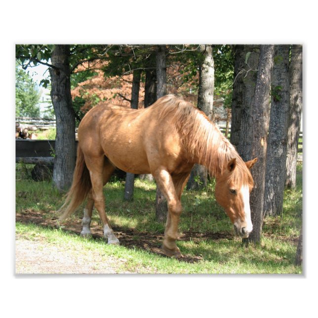 Impression Photo Palomino Horse (Devant)