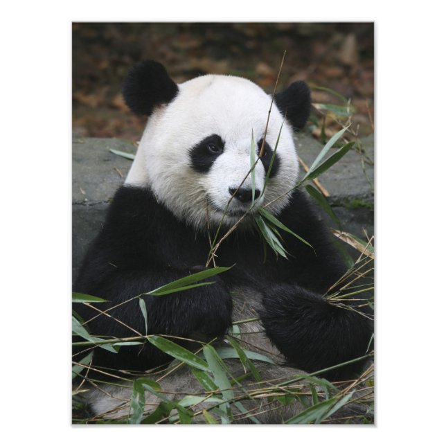 Impression Photo Panda géant (Devant)