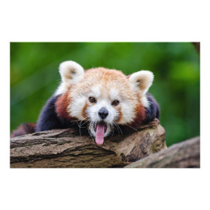 Impression Photo Panda rouge