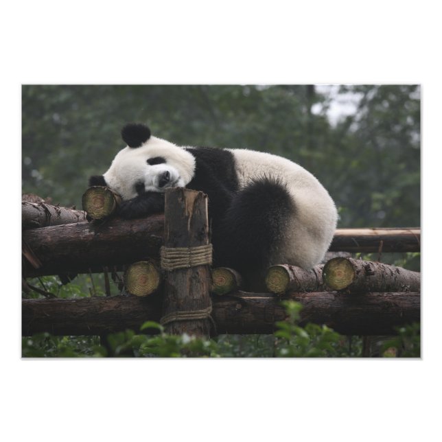 Impression Photo pandas géants à la Protection du panda géant (Devant)