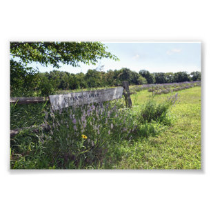 Impression Photo Panneau de champ Lavande