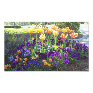 Impression Photo Pansies et tulipes