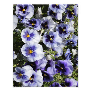 Impression Photo Pansies violettes de 11 po x 14 po