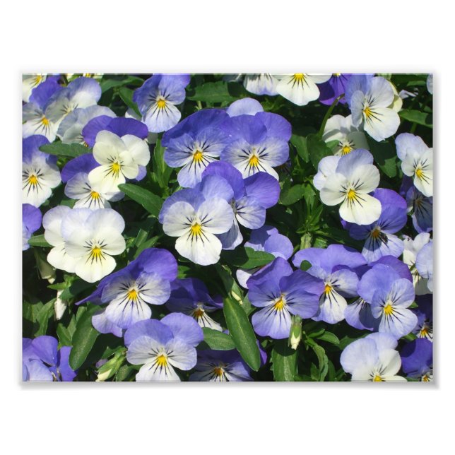 Impression Photo Pansies violettes Jardin Floral (Devant)