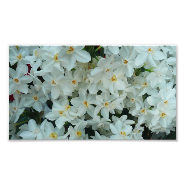 Impression Photo Paperwhite Narcissus Fleurs blanches délicates (Devant)