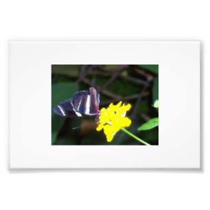 Impression Photo Papillon