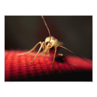 Impression Photo papillon