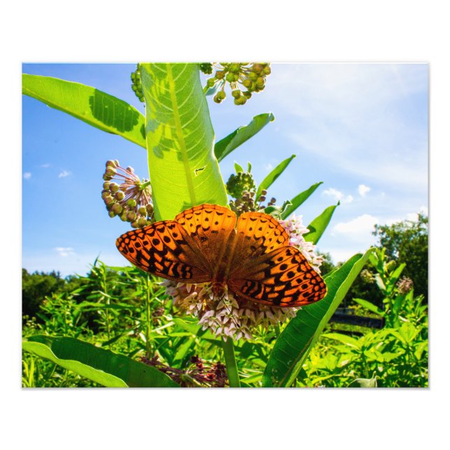 Impression Photo papillon (Devant)