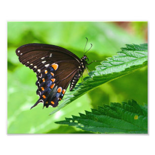 Impression photo papillon