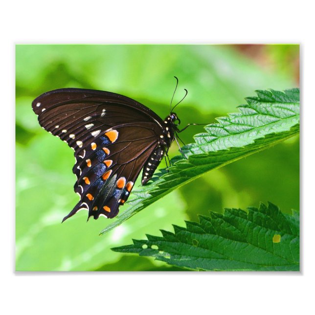 Impression photo papillon (Devant)