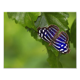 Impression Photo Papillon à ailes bleues mexicain