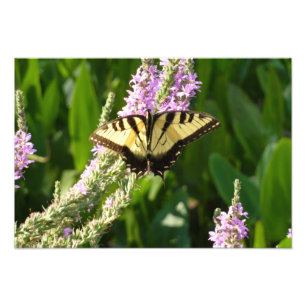 Impression Photo Papillon à queue d'hirondelle sur des fleurs sauva