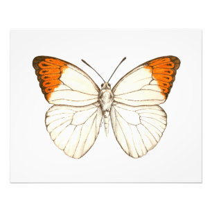 Impression Photo Papillon aquarelle, grande pointe orange