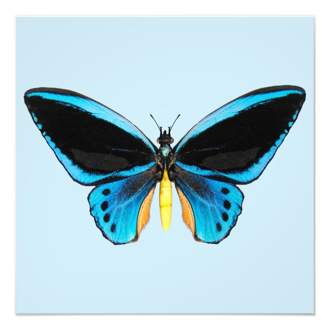 Impression Photo Papillon Birdwing (Devant)