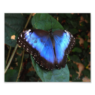 Impression Photo Papillon bleu bleu commun