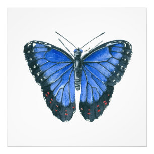 Impression Photo Papillon bleu Morpho aquarelle peinture