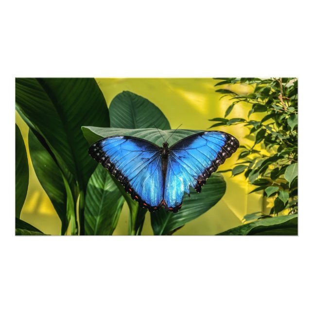 Impression Photo Papillon bleu Morpho Floral Nature Art (Devant)
