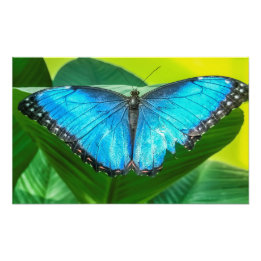 Impression Photo Papillon bleu Morpho Floral Nature Art