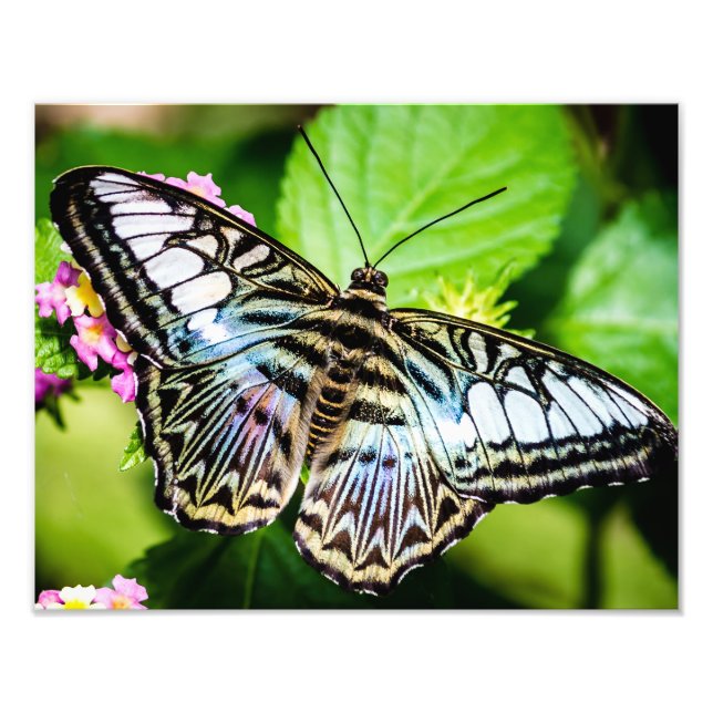 Impression Photo Papillon Blue Clipper (Devant)