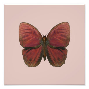 Impression Photo Papillon Coq Rouge