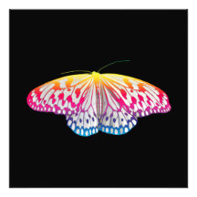 Papillon de couleur arc-en-ciel