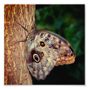 Impression Photo Papillon de hibou Brown Fermer 8x8