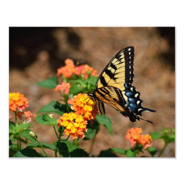 Impression Photo Papillon de queue de tigre (Devant)