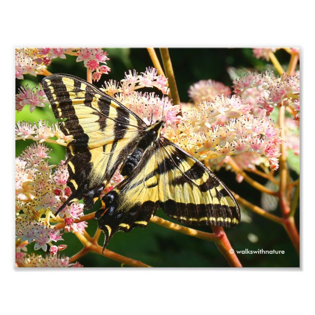 Impression Photo Papillon de queue de Tigre occidental sur Rodgersi (Devant)