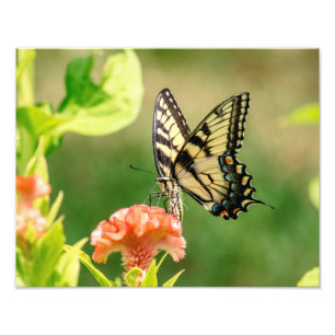 Impression Photo Papillon d'épaisse du tigre oriental