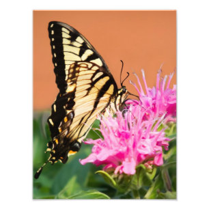 Impression Photo Papillon d'épaisse du tigre oriental