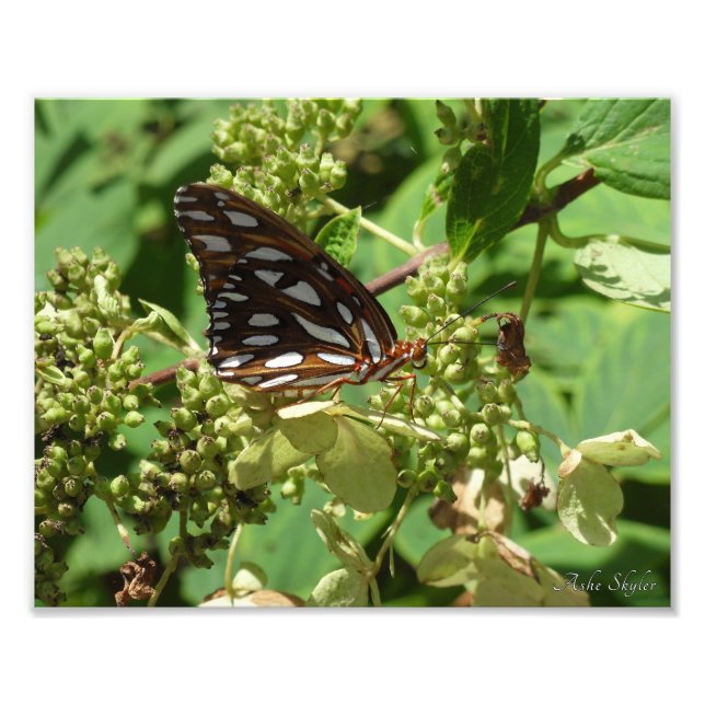 Impression Photo Papillon fritillaire du Golfe (Devant)