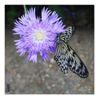 Impression Photo Papillon jaune sur Fleur violette