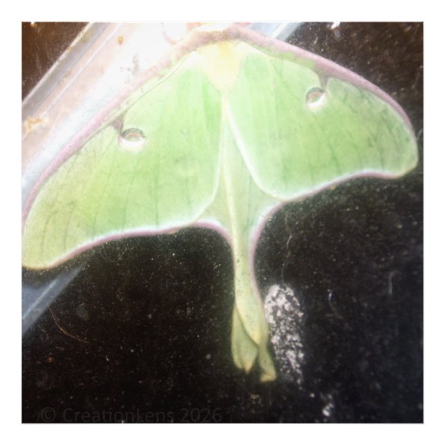 Impression Photo Papillon lune en gros plan (Devant)