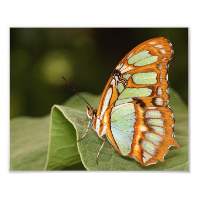 Impression Photo Papillon malachite perché sur une feuille (Devant)