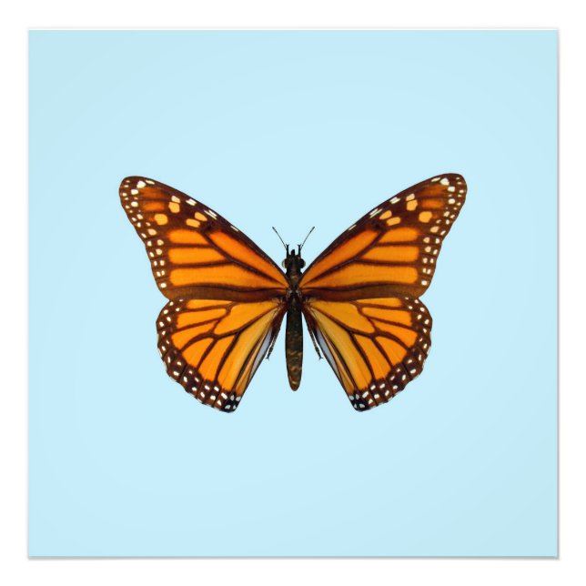 Impression Photo Papillon Monarque (Devant)