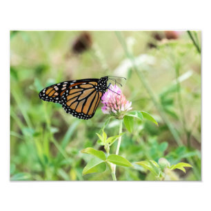 Impression Photo Papillon Monarque
