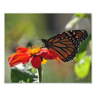 Impression Photo Papillon monarque 8X10 sur la torche de tournesol 