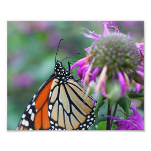 Impression Photo Papillon Monarque sur Fleur 10x8 Nature