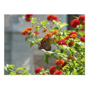 Impression Photo Papillon Monarque sur un Buddleia Rouge