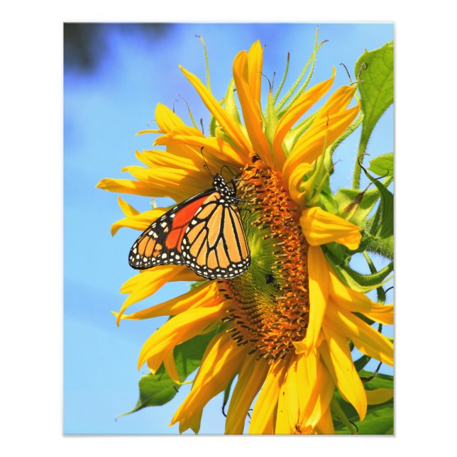 Impression Photo Papillon monarque sur un tournesol (Devant)