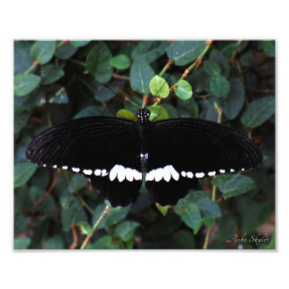 Impression Photo Papillon mormon commun