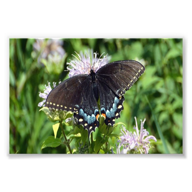 Impression Photo Papillon noir Swallowtail (Devant)